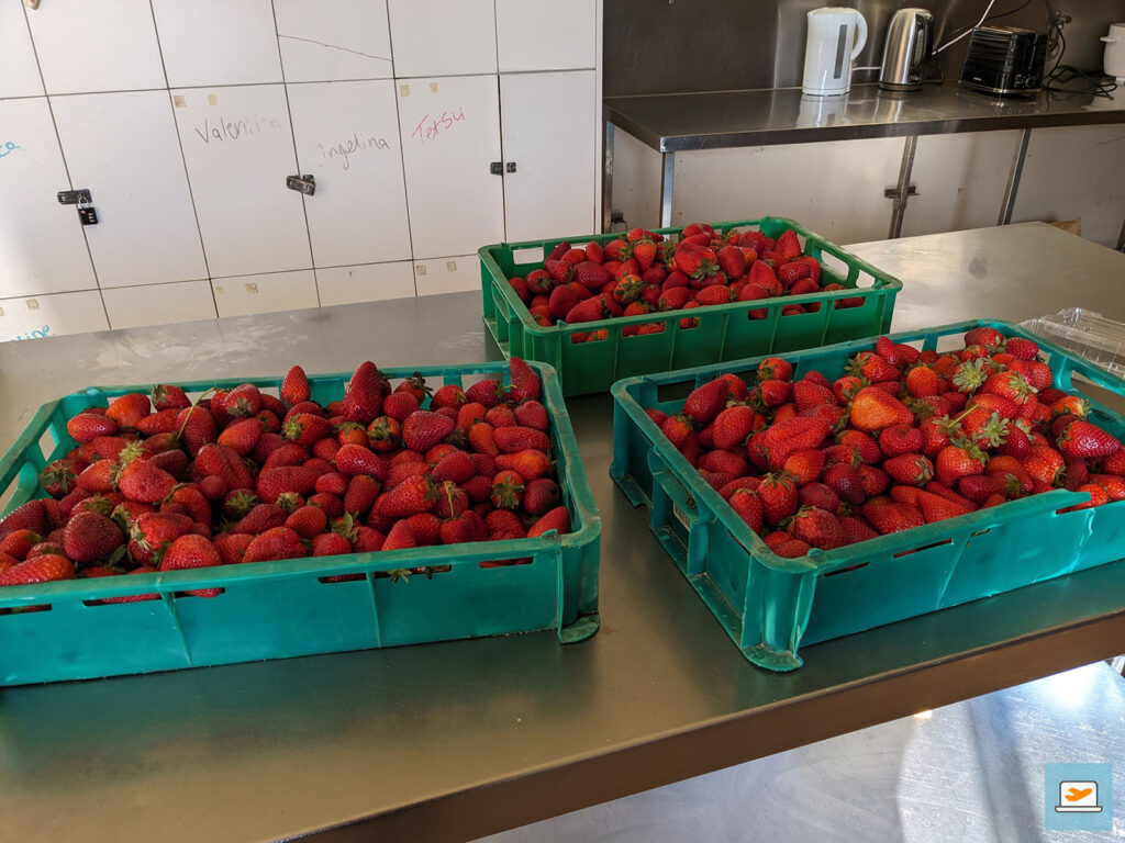 ...rechts und links auf dem Wagen waren die grünen Laden, in die die Erdbeeren kamen