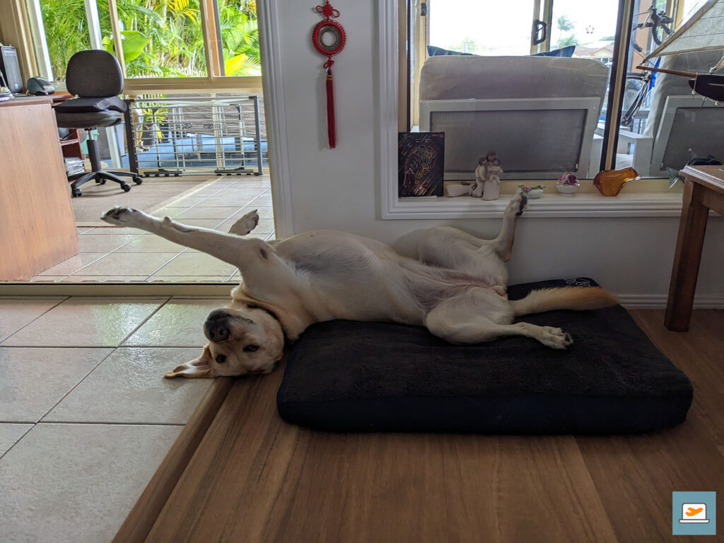 Hunde-Yoga :D
