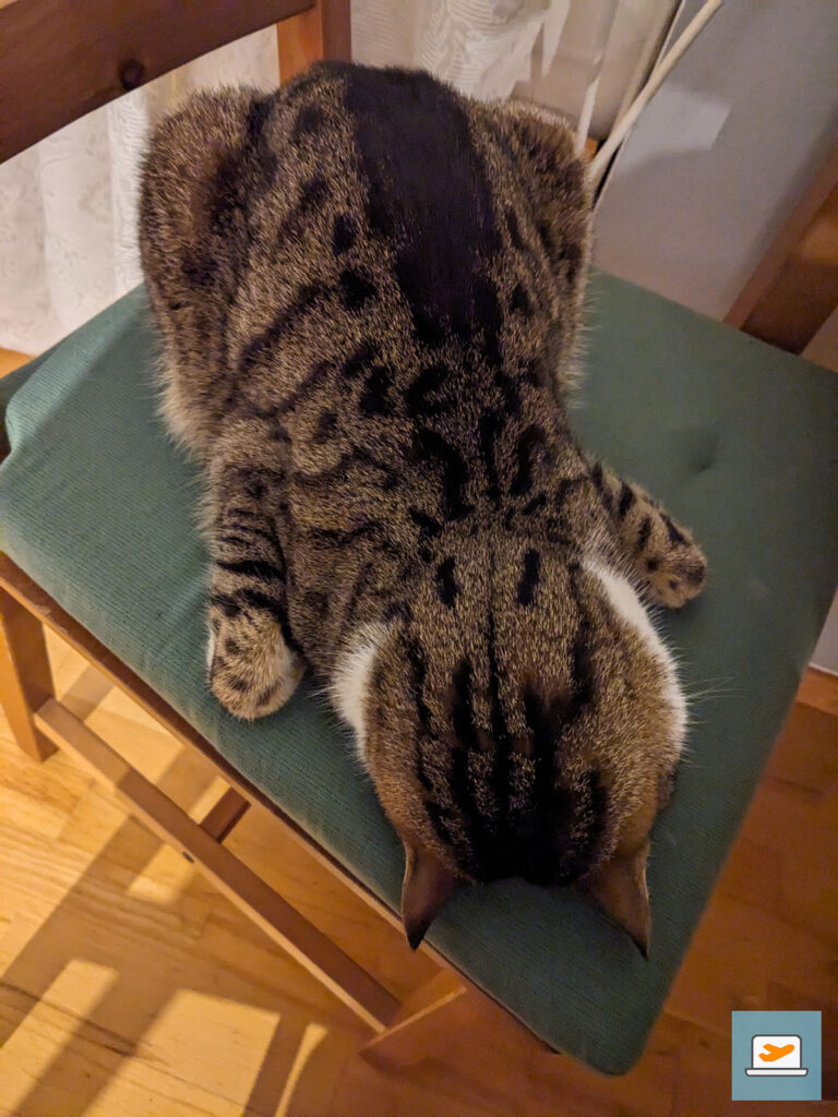 Ich fand diese Schlafposition so lustig - aber scheint bequem gewesen zu sein :D