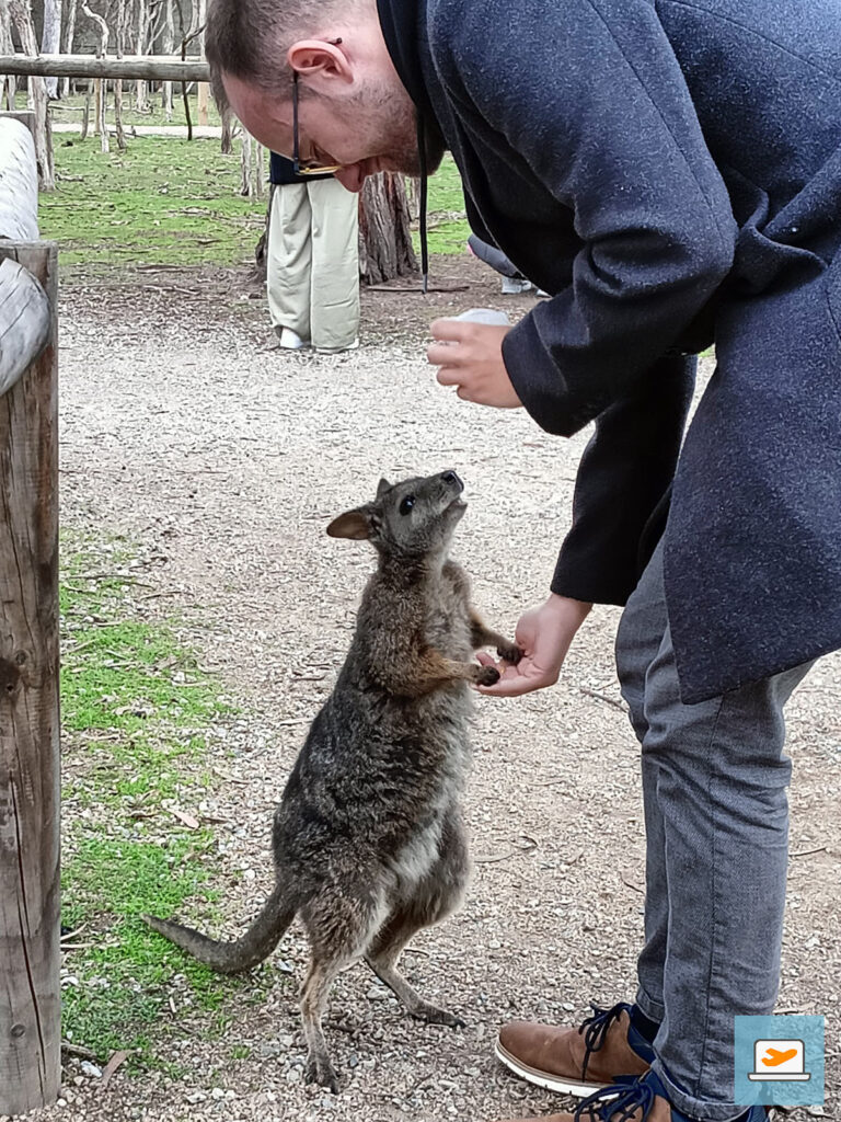 Im Sanctuary kamen einem die Wallabys ganz nahe