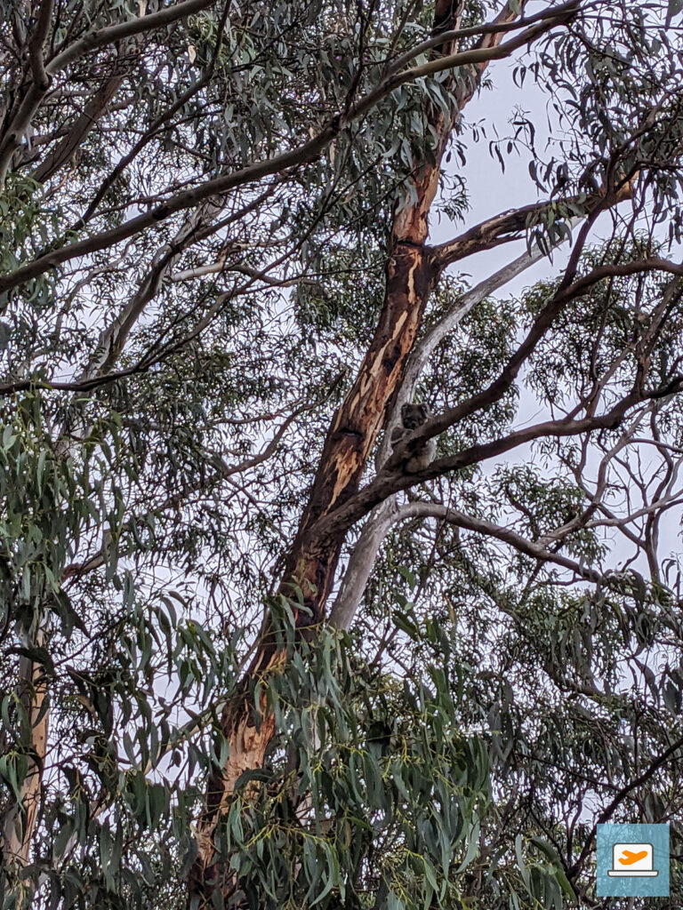Der erste Koala im Baum