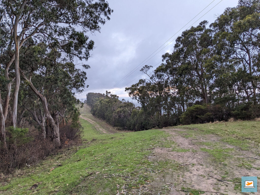 Entlang der Bäume waren noch weitere Koalas vorzufinden