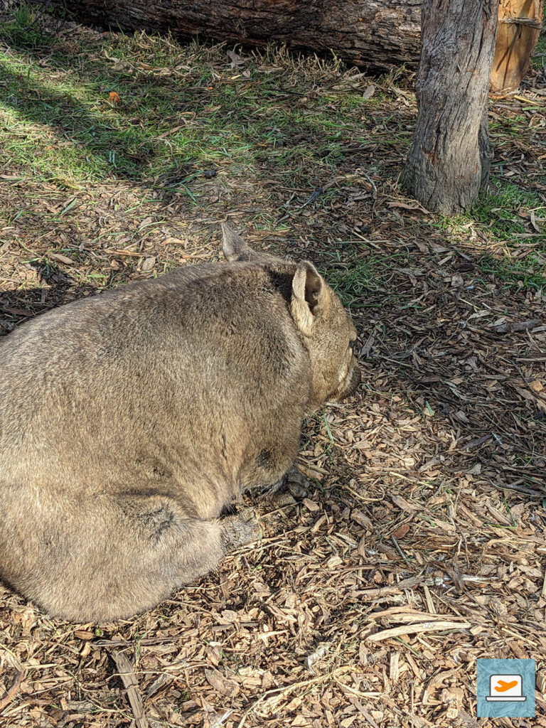 Aber es gab auch Wombats und andere Tiere im Park
