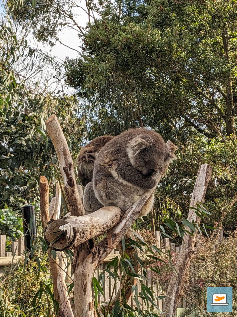 Auch hier haben die meisten Koalas geschlafen